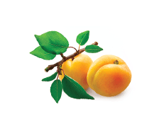 Apricot
