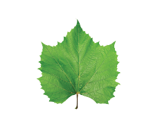 Vine Leaves
